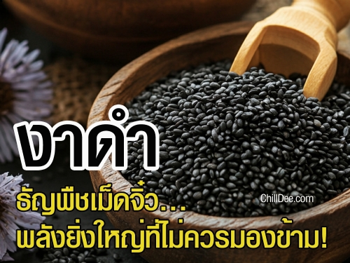 งาดำ ธัญพืชตัวจิ๋วนี้แฝงไปด้วยคุณประโยชน์มากมาย แถมยังช่วยให้ร่างกายเราแข็งแรงแบบสุดๆ วันนี้เราจะมาชวนทุกคนไปรู้จักกับงาดำกันแบบลึกซึ้ง
