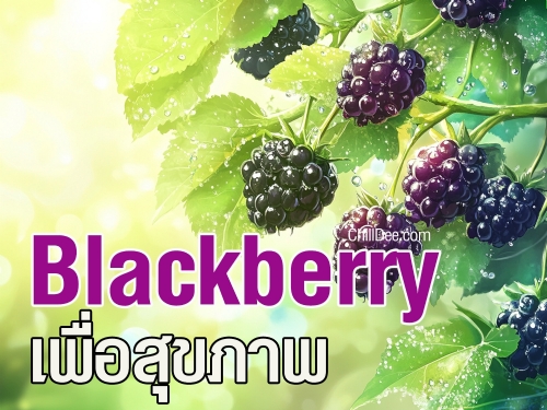 แบล็กเบอร์รี่ (Blackberry) ไม่เพียงแค่มีรูปลักษณ์ที่สวยงาม แต่ยังอุดมไปด้วยสารอาหารที่มีประโยชน์ต่อร่างกายอย่างมากมาย ผลไม้ชนิดนี้เหมาะสำหรับทุกคนที่ใส่ใจสุขภาพ