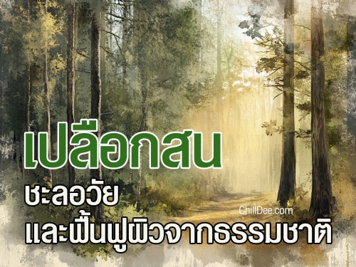 เปลือกสนมีประวัติยาวนานหลายร้อยปี โดยชาวพื้นเมืองในยุโรปใช้เป็นยาสมุนไพรเพื่อรักษาอาการอักเสบ บาดแผล และโรคเกี่ยวกับหลอดเลือด ในปัจจุบัน นักวิทยาศาสตร์ได้สกัดสารสำคัญจากเปลือกสนออกมาในรูปแบบอาหารเสริมและครีมบำรุงผิว