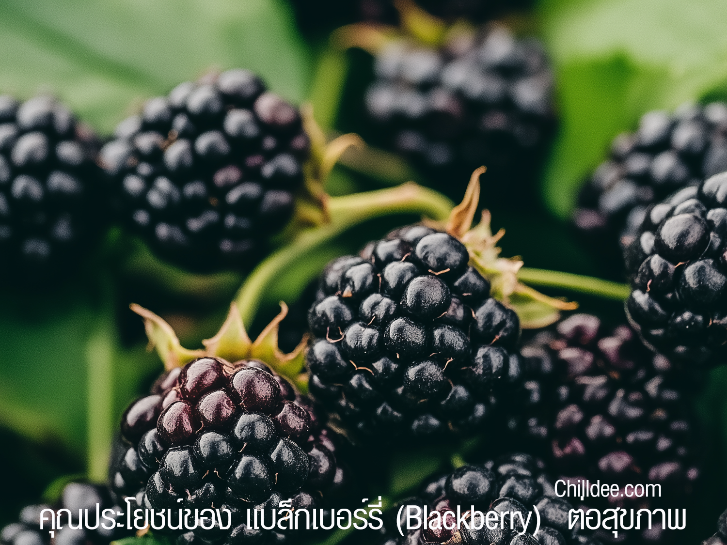 คุณประโยชน์ของ แบล็กเบอร์รี่ (Blackberry) ต่อสุขภาพ