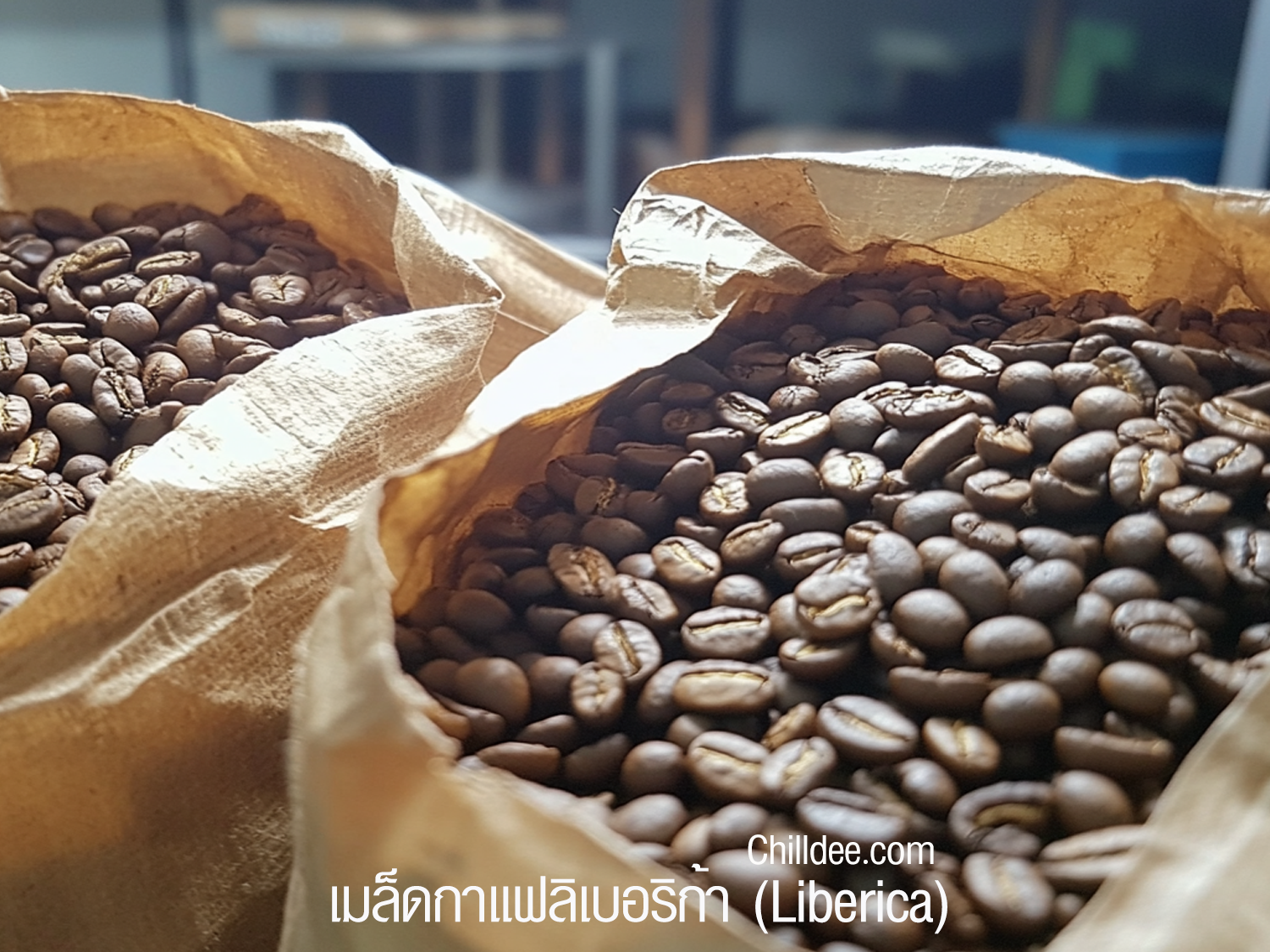 เมล็ดกาแฟลิเบอริก้า